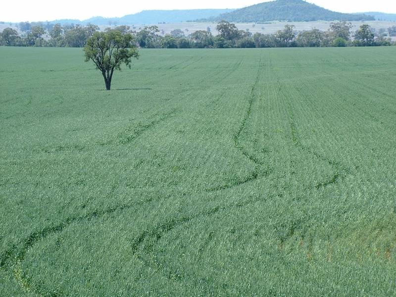 Terry Hie Hie rd, Narrabri NSW 2390