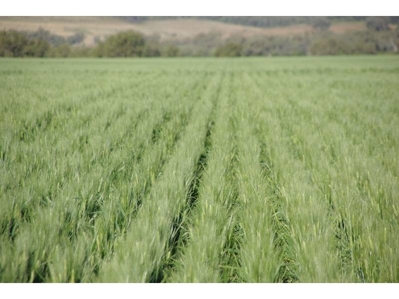 Terry Hie Hie rd, Narrabri NSW 2390