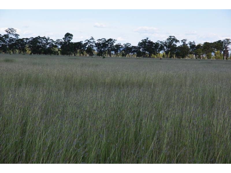 Kerringle Road, Gunnedah NSW 2380