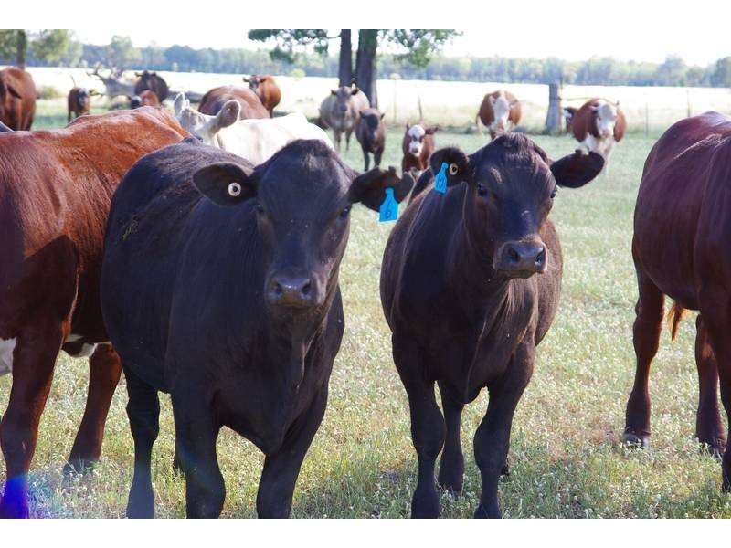 Kerringle Road, Gunnedah NSW 2380