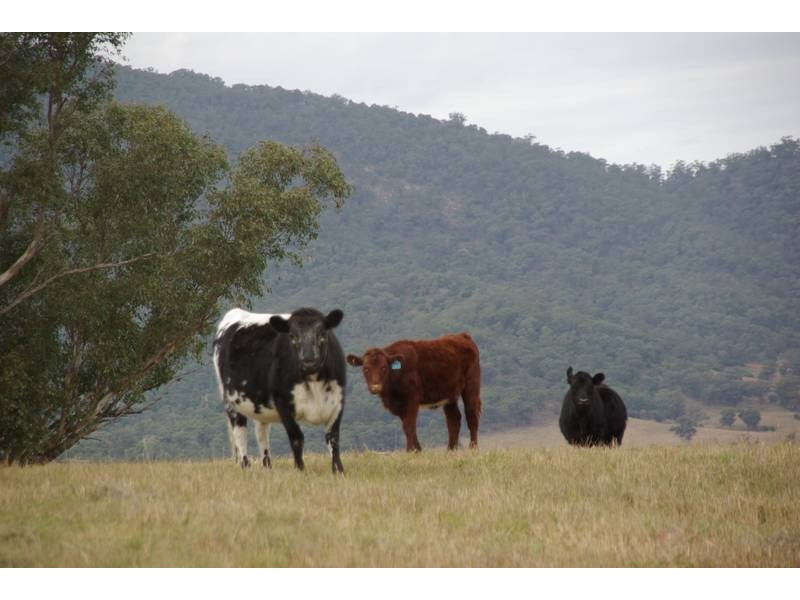 201 Wells Gully Road, Muswellbrook NSW 2333