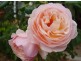 Scone NSW 2337
