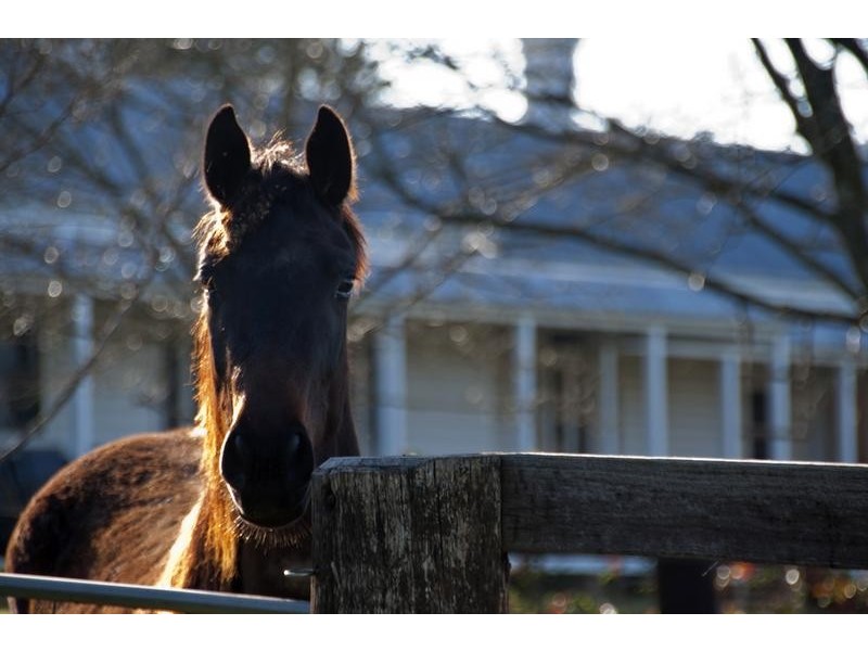 Tullong Road, Scone NSW 2337