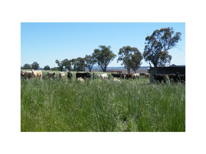 Warrah Subdivision Road, Willow Tree NSW 2339