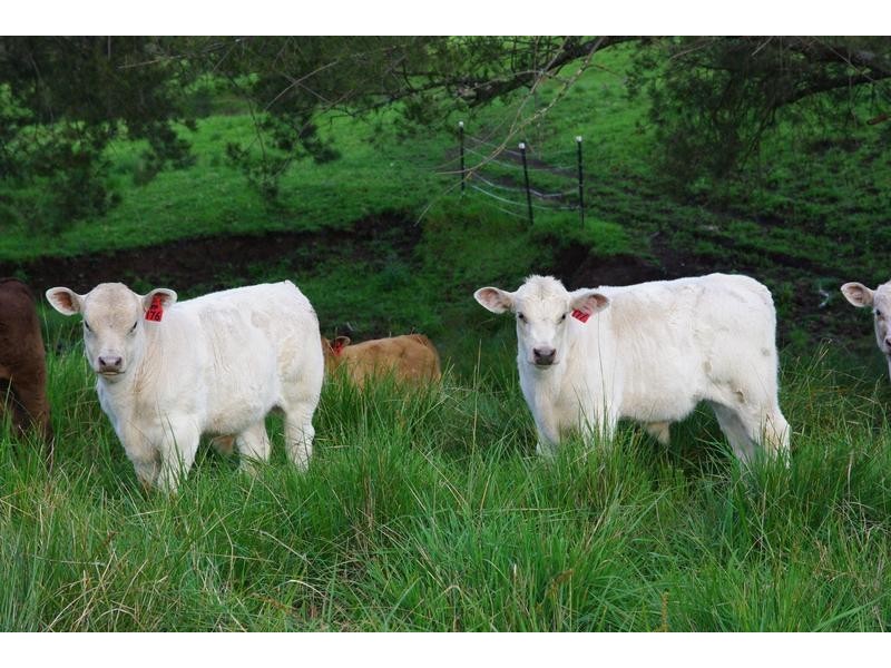 Crawney Road, Timor NSW 2338