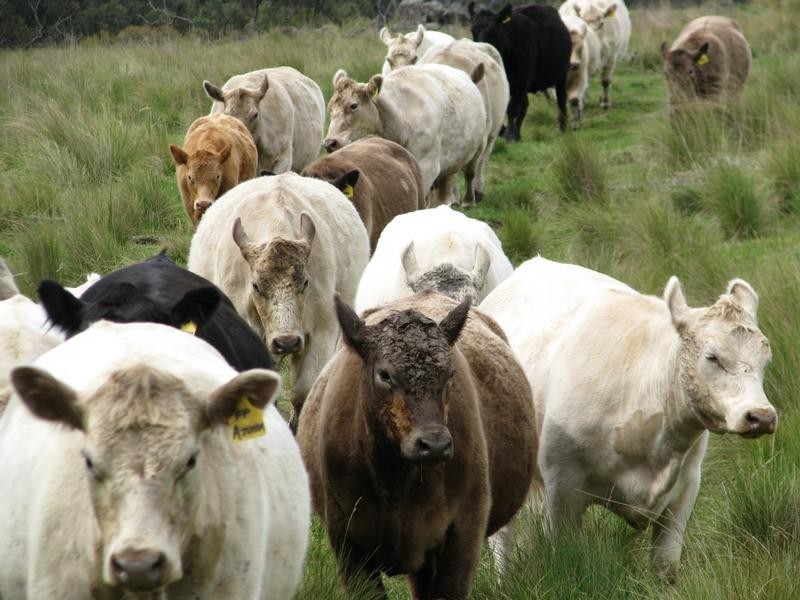 Crawney Road, Timor NSW 2338