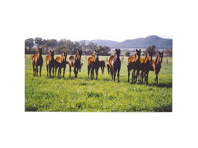 1/197 Mt Dangar Road, Sandy Hollow NSW 2333