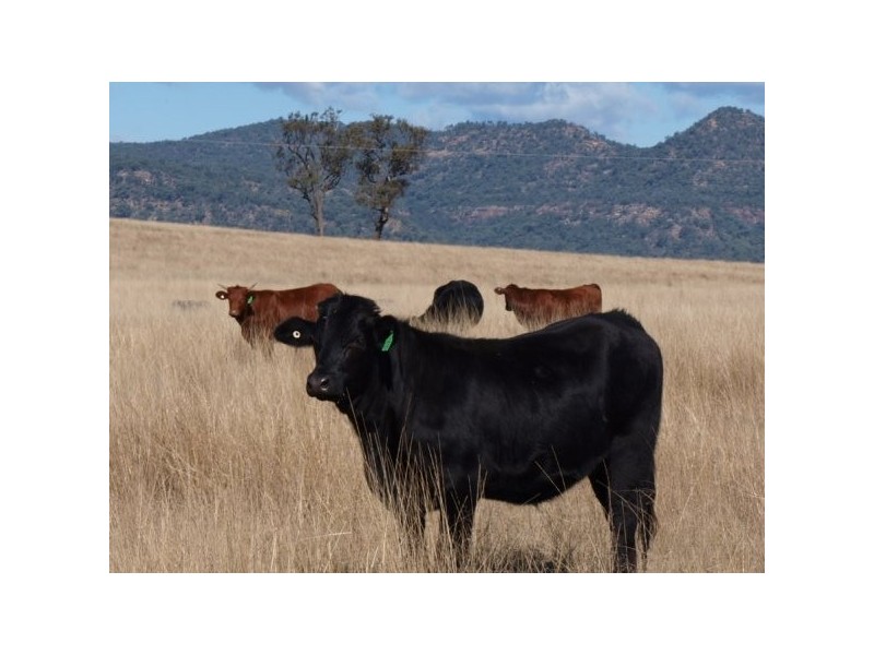 1/197 Mt Dangar Road, Sandy Hollow NSW 2333