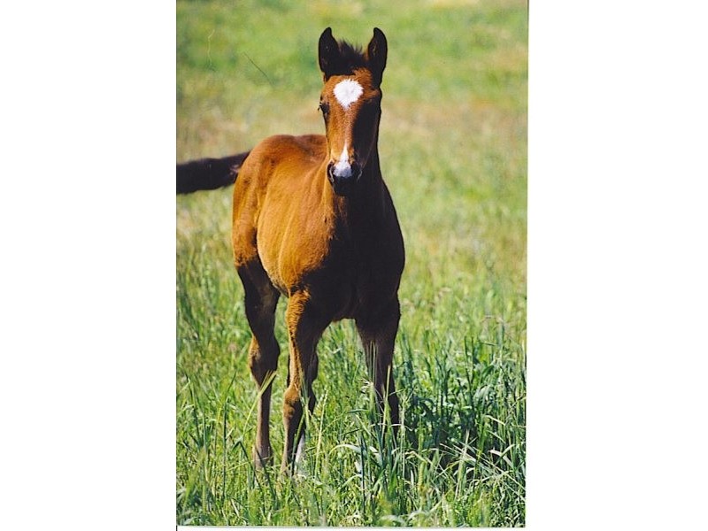 1/197 Mt Dangar Road, Sandy Hollow NSW 2333