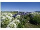 317 Rosemount Road, Denman NSW 2328