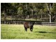 317 Rosemount Road, Denman NSW 2328