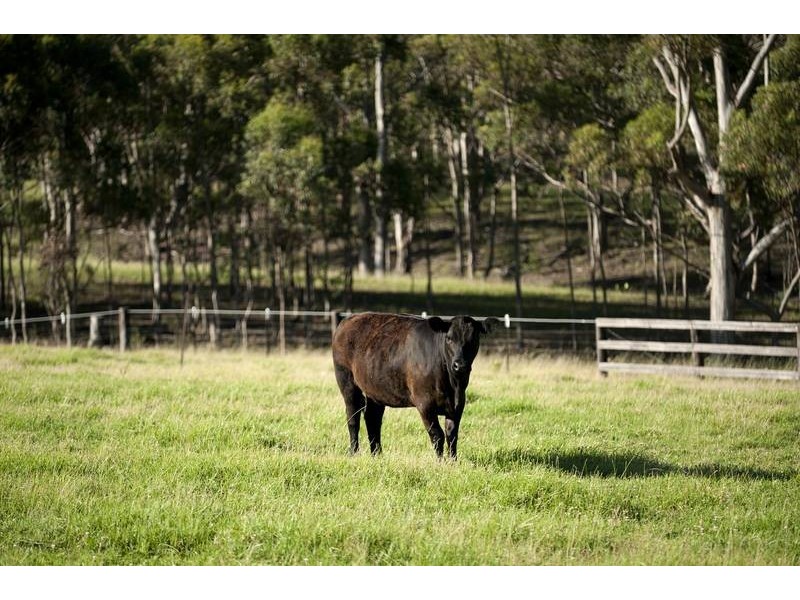 317 Rosemount Road, Denman NSW 2328