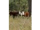 . Timor Road, Blandford NSW 2338
