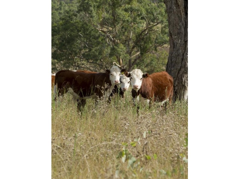 . Timor Road, Blandford NSW 2338