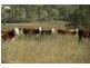 . Timor Road, Blandford NSW 2338
