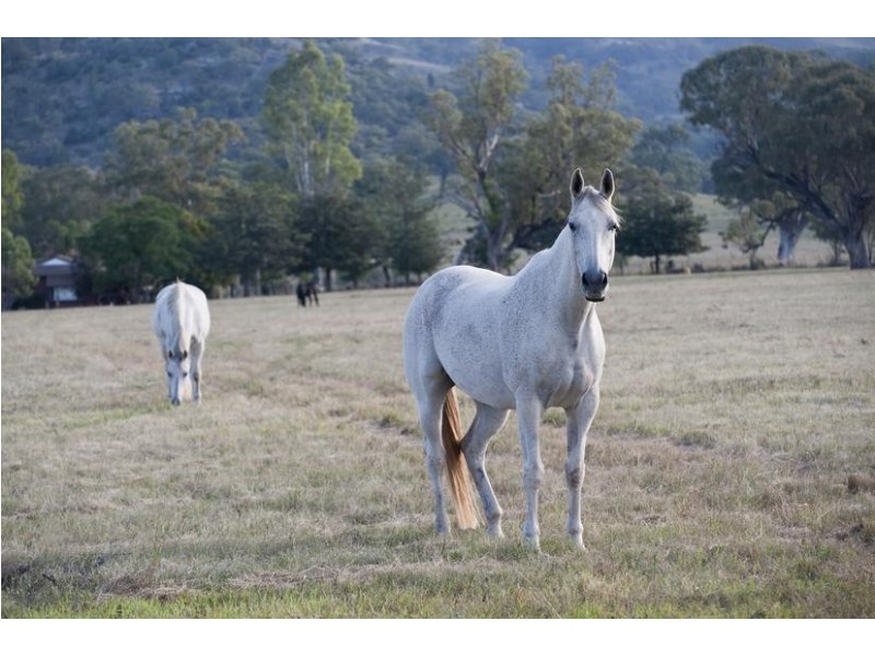 224 Yarrandi Road, Scone NSW 2337