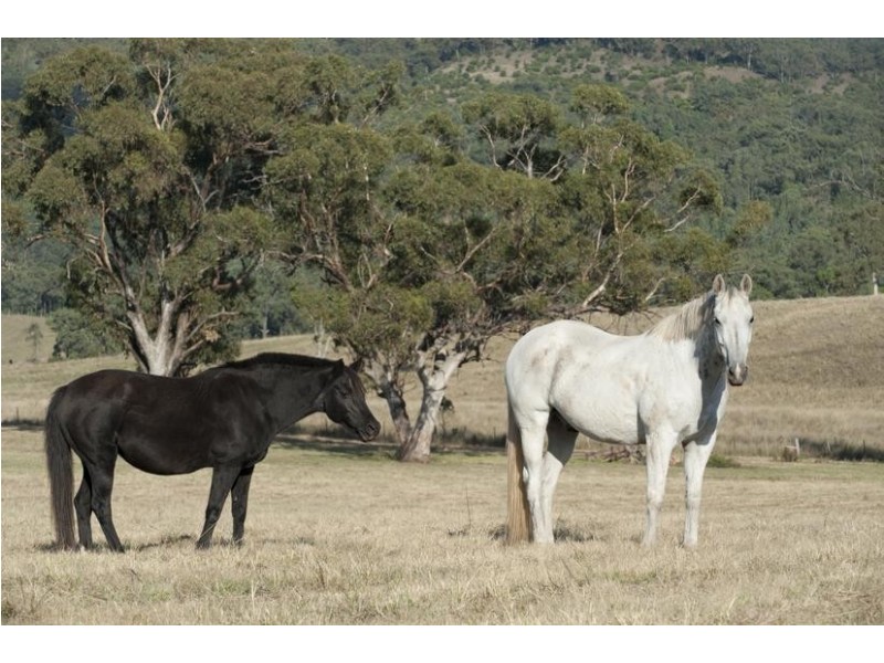 224 Yarrandi Road, Scone NSW 2337