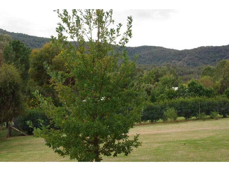 124 Haydon Street, Murrurundi NSW 2338