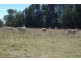 1142 Warrah Creek Road, Willow Tree NSW 2339