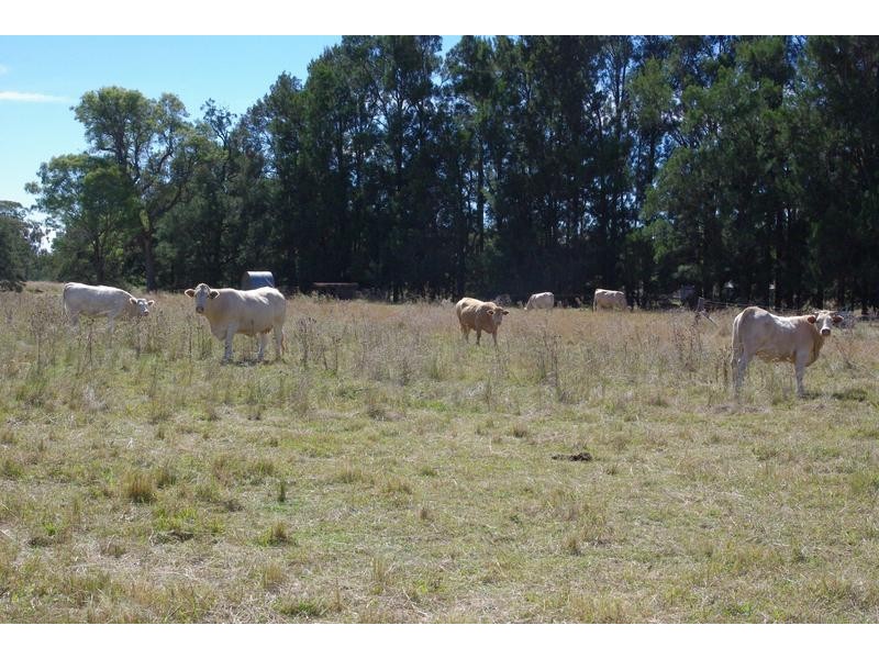 1142 Warrah Creek Road, Willow Tree NSW 2339
