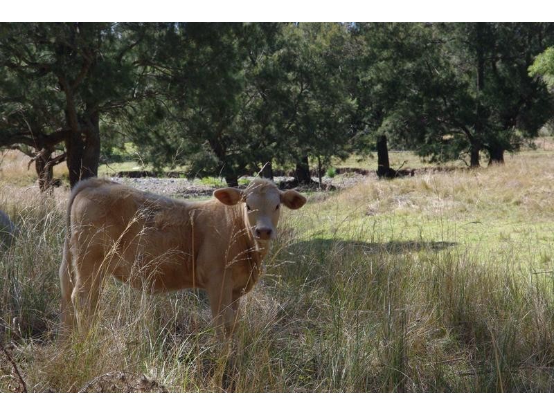 1142 Warrah Creek Road, Willow Tree NSW 2339