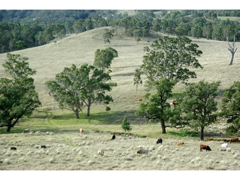 720 Sparkes Creek Road ( off Upper Dartbrook Road ), Scone NSW 2337