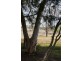 52 Satur Road, Scone NSW 2337