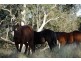 . Middlebrook Road, Scone NSW 2337