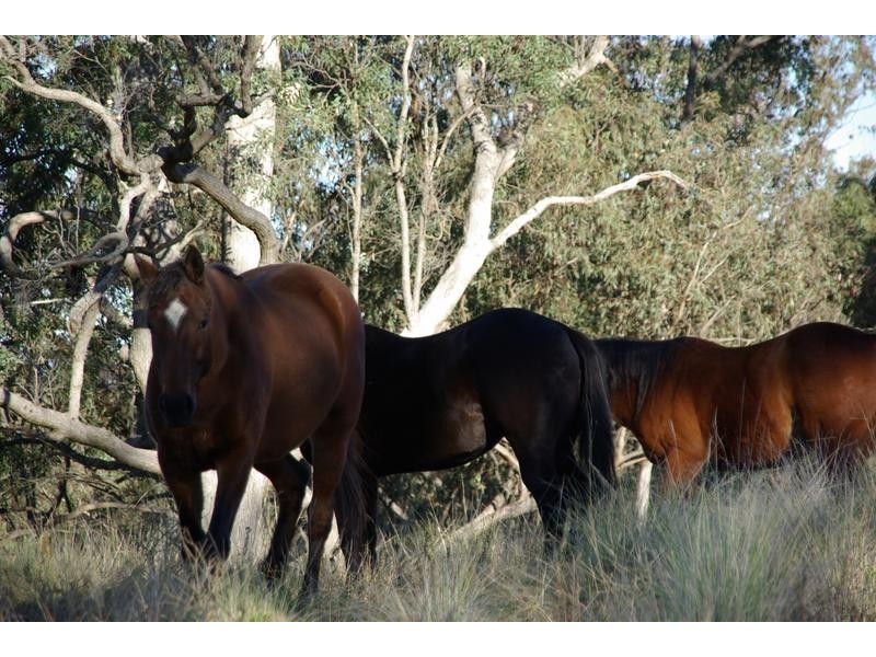 . Middlebrook Road, Scone NSW 2337