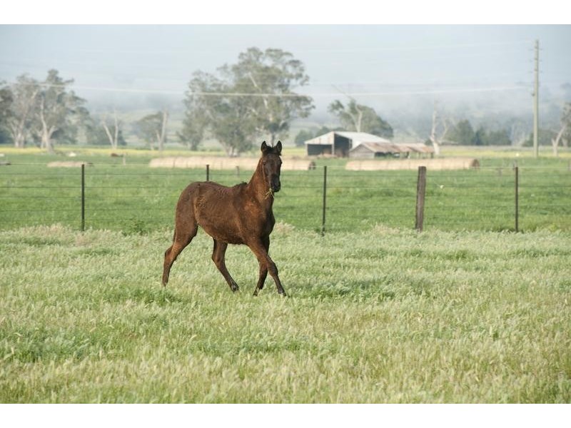“Mundurra” 36 Blairmore Lane, Aberdeen NSW 2336