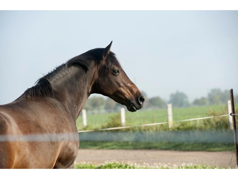 “Mundurra” 36 Blairmore Lane, Aberdeen NSW 2336