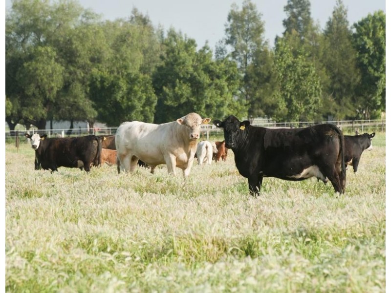 “Mundurra” 36 Blairmore Lane, Aberdeen NSW 2336