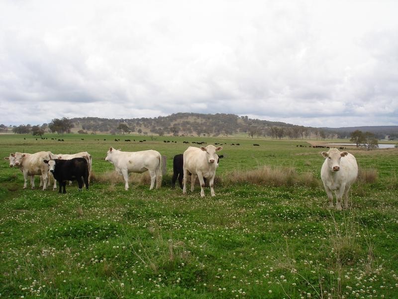 . Marlborough Downs, Wylie Creek Road, Maryland NSW 2287