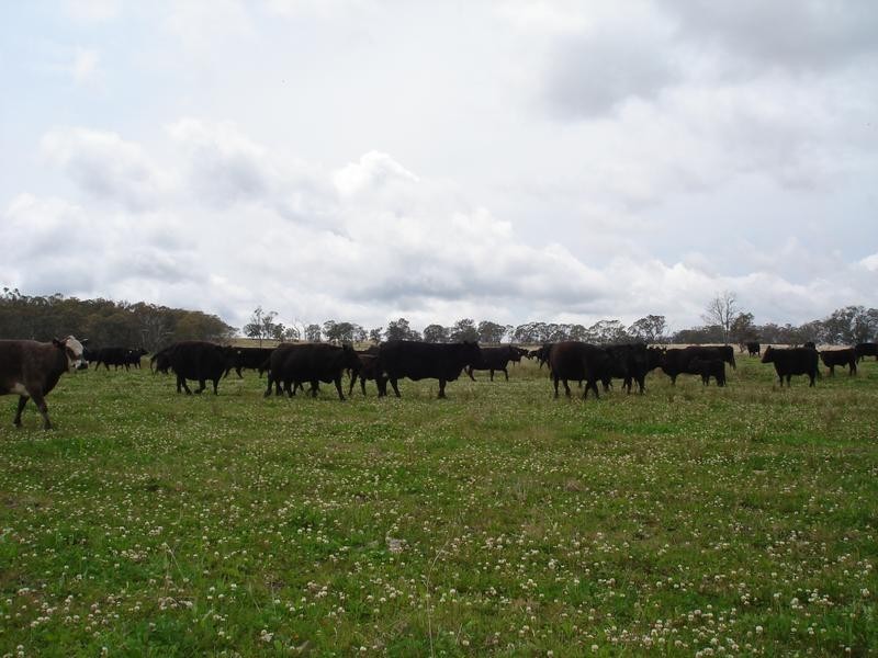 . Marlborough Downs, Wylie Creek Road, Maryland NSW 2287