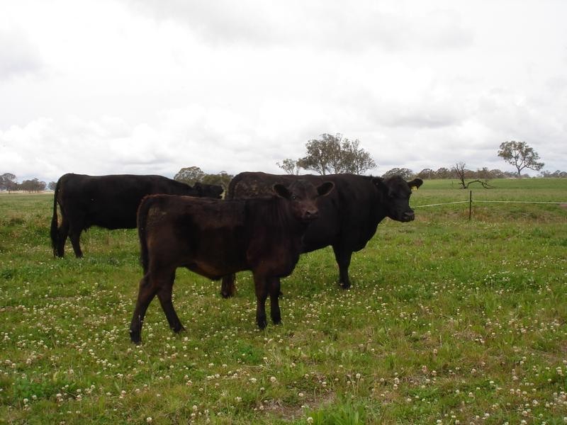 . Marlborough Downs, Wylie Creek Road, Maryland NSW 2287