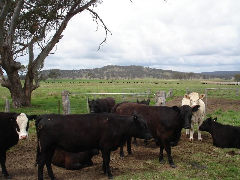 . Marlborough Downs, Wylie Creek Road, Maryland NSW 2287