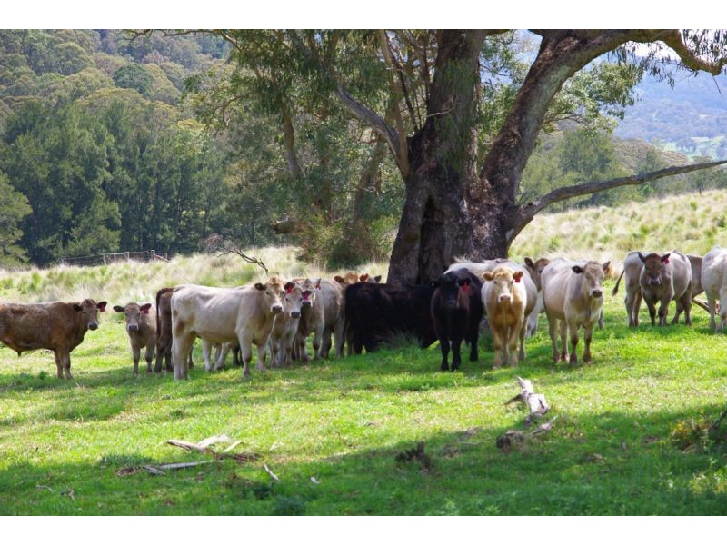 . Singles Creek 543 Pages River Road, Murrurundi NSW 2338