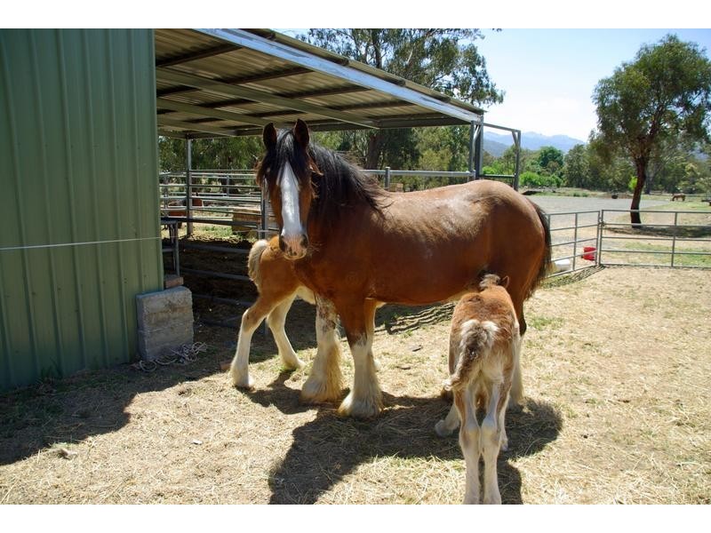 21 Finch Street, Blandford NSW 2338