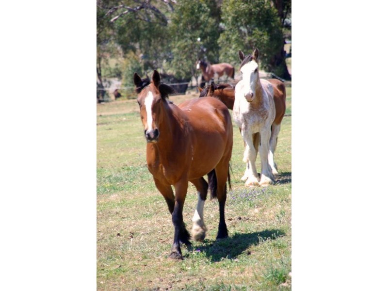 21 Finch Street, Blandford NSW 2338