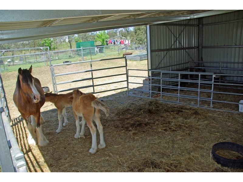 21 Finch Street, Blandford NSW 2338