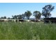 Kangah Warrah Subdivision Road, Willow Tree NSW 2339