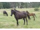 1788 Stewarts Brook Rd, Stewarts Brook NSW 2337