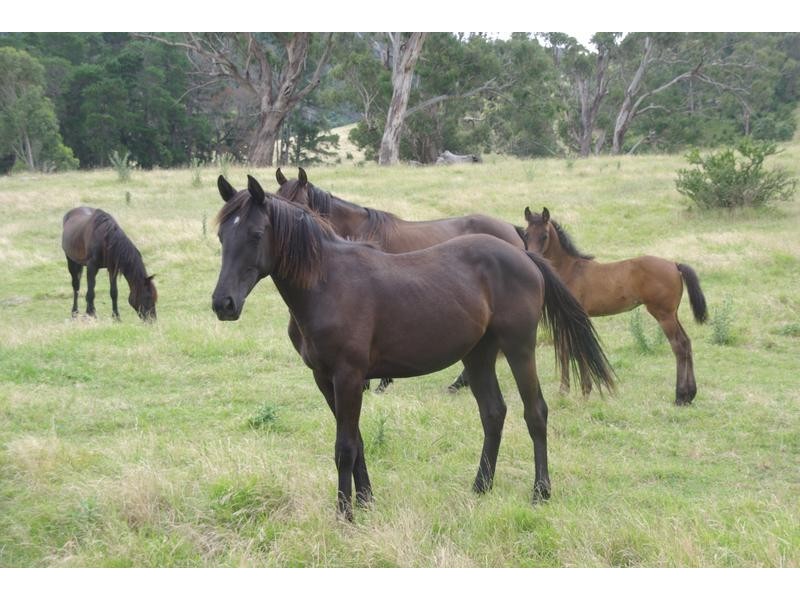 1788 Stewarts Brook Rd, Stewarts Brook NSW 2337