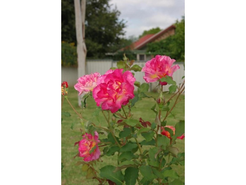 67 Gundy Road, Scone NSW 2337