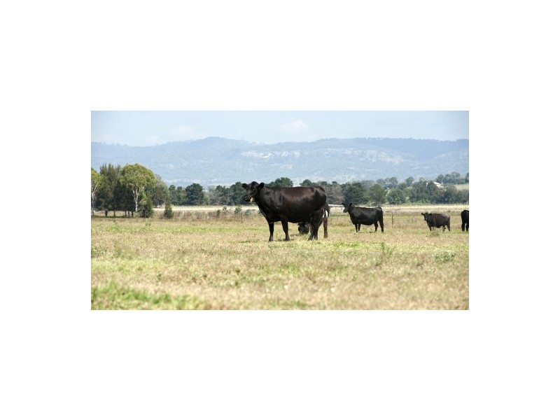 3183 New England Hwy, Scone NSW 2337