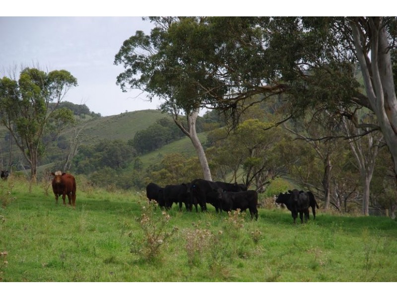 Branch Creek Road, Timor NSW 2338