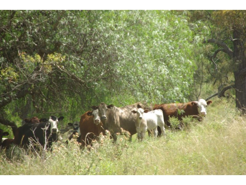 281 Mareeba Rd, Scone NSW 2337