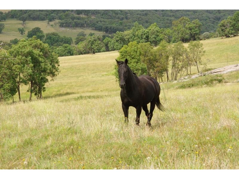 Yangarra, Yangarra Road, Moonbi NSW 2353