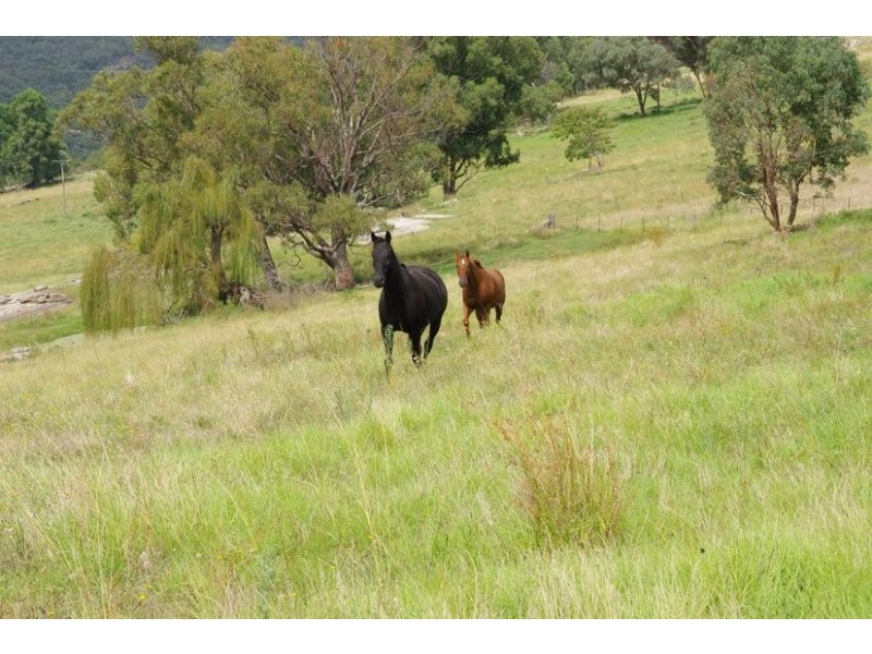 Yangarra, Yangarra Road, Moonbi NSW 2353