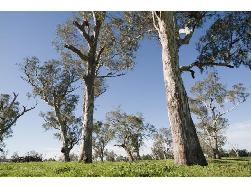 Blairwood, 250 Blairmore Lane, Aberdeen NSW 2336